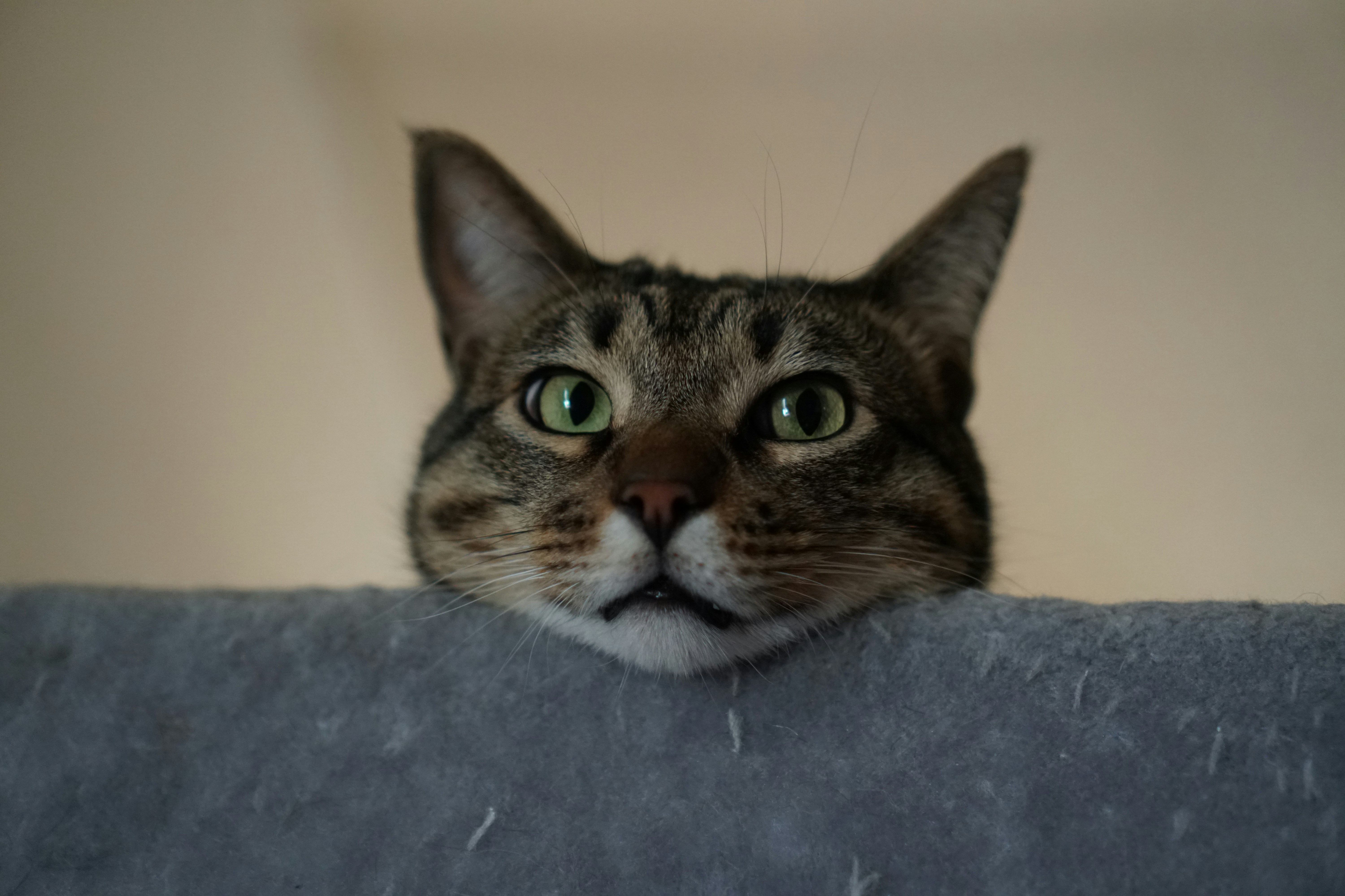 プロフィール